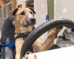 آموزش رانندگی به سگ ها! +عکس
