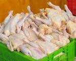 صادرات جوجه یک روزه،عامل گرانی مرغ