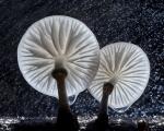 قارچ چینی، زیباترین قارچ چتری جهان