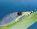 اینترنت گردی که موجب کشف گونه جدیدی از حشرات شد+عکس