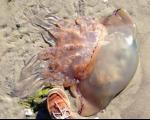 عظیم الجثه‌ترین عروس دریایی در ساحل اقیانوس اطلس + تصاویر