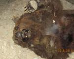 تلف شدن یک خرس در فیروزکوه+عکس
