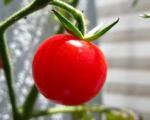 خودروهای آینده از گوجه‌فرنگی ساخته می‌شوند!