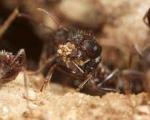 آیا مورچه‌ها زمین را نجات می‌دهند؟