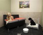 افتتاح هتل لوکس چهار ستاره برای سگها در پاریس + عکس