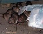 معدوم کردن هر موش در تهران چقدر هزینه دارد؟
