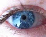 همه چشم آبی‌ها جد مشترک دارند