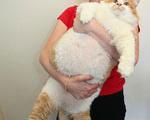 چاق‌ترین گربه جهان رژیم می‌گیرد