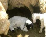 دستگیری زانتیاسواران گوسفند دزد