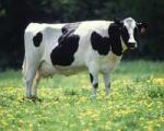 کشف ماده ضد سرطان معده در شیر گاو