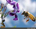 درمان زخم پای دیابتی به کمک زنبورهای عسل!
