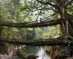 پلی از ریشه درختان زنده در هند (+عکس)