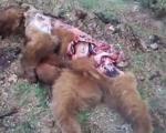 کشتار دردناک توله خرس برای مصرف اجزای بدن + عکس