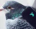کبوترهای کوله‌پشتی‌دار وضعیت کیفیت هوای لندن را توئیت می‌کنند