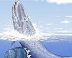 کشف فسیل نهنگ ۴۰ میلیون ساله