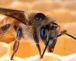 ملکه زنبور عسل محققان ایرانی متولد شد