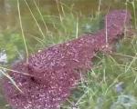 روش عجیب مورچه‌ها برای زنده‌ ماندن در برابر سیل+تصویر