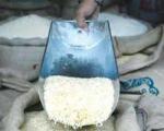 برنج های وارداتی به سرب و کادمیوم آلوده هستند