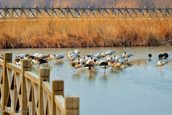 پرندگان مهاجر در چین