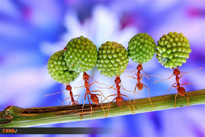 مورچه‌های قرمز, عکس مورچه‌های قرمز, مورچه‌های آتشین