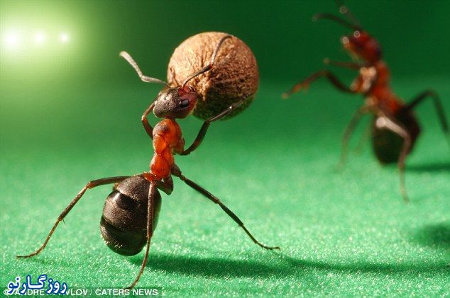 بازیهای یورو 2012 مورچه ها