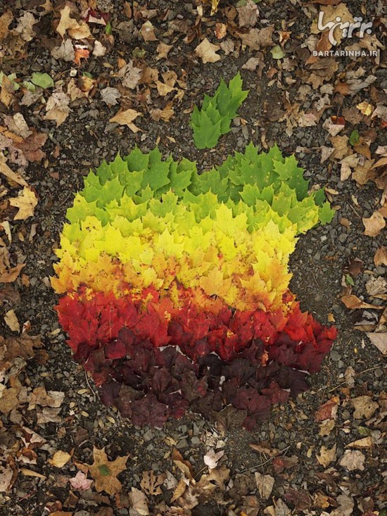 هنرنمایی زیبا با برگ های هزار رنگ پاییزی