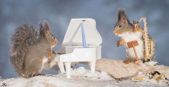 پروژه‌ های عکاسی: سنجاب‌ های نوازنده