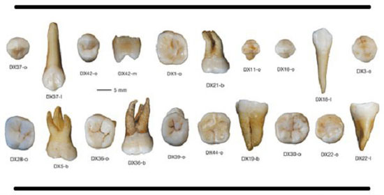 کشف دندان‌های ۸۰ هزار ساله، تاریخ بشر را تغییر می‌دهد؟