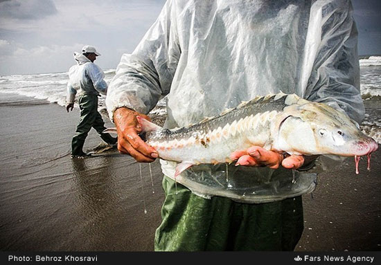 صید ماهی در سواحل مازندران