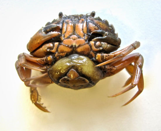 موجودات عجیب: جانوری که در بدن خرچنگ ها ریشه می کند