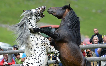 عکسهای جالب,جنگ اسب ها ,عکسهای جذاب