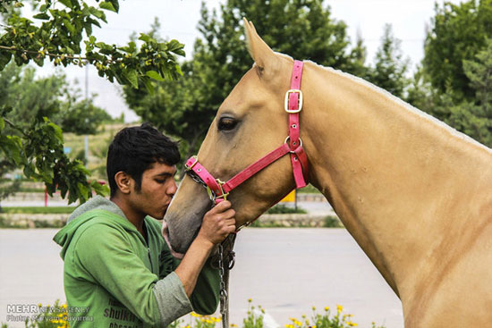دومین جشنواره ملی زیبایی اسب اصل ترکمن
