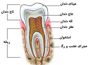 دندان عصب‌کشی, دهان و دندان, عصب‌کشی دندان