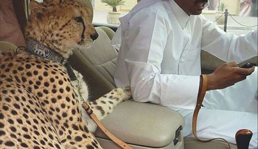 تصاویر/ حیوانات خانگی عجیب در امارات!