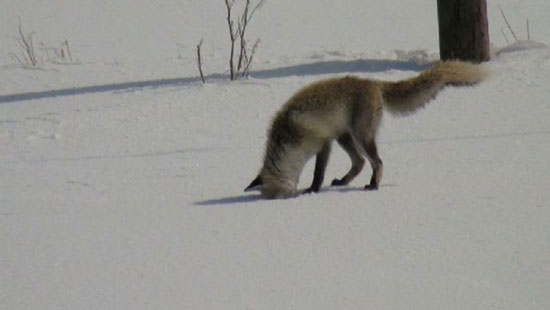روباه گرسنه در حال شکار موش