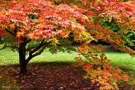 پاییز در طبیعت انگلیس