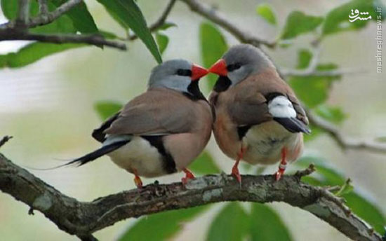 پرنده های عاشق