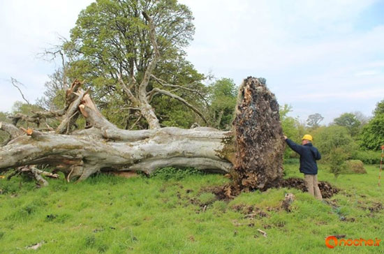 کشف اسکلت هزار ساله در ریشه‌های درختی در ایرلند!