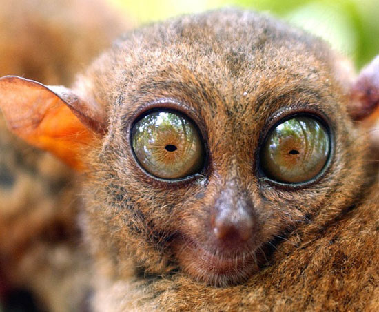 موجودات عجیب: تنها میمون صرفا گوشت خوار دنیا با چشمانی تیزبین