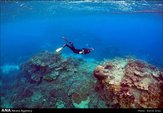 خطر نابودی سواحل مرجانی استرالیا