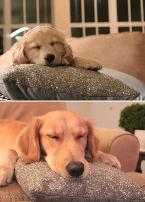 تصاویر جالب قبل و بعد نگهداری سگ های خانگی!