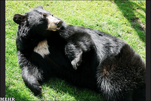 خطر انقراض گریبان خرس یقه‌دار را گرفت/ مرگ حیوان کمیاب زیر چرخ‌ کامیون‌ها