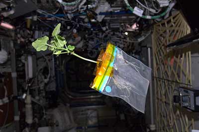  , ,فضانوردان,ایستگاه فضایی بین الملل,کاشت گیاهان با هوا 