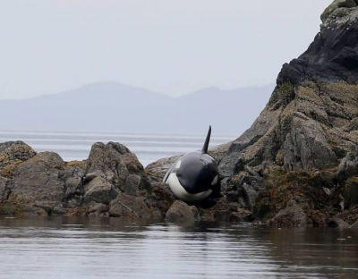 اخبار , اخبار گوناگون,تصاویر نهنگ قاتل,نحوه نجات نهنگ قاتل