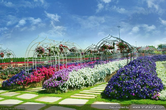 بزرگترین باغ گل جهان در عمق صحرای سوزان دوبی + 17 تصویر
