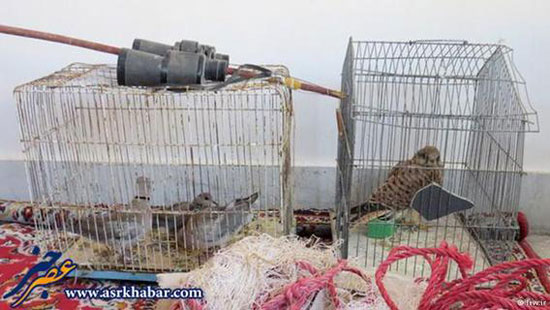 قاچاق میلیادری پرندگان شکاری نایاب ایران به کشورهای عربی (+عکس)