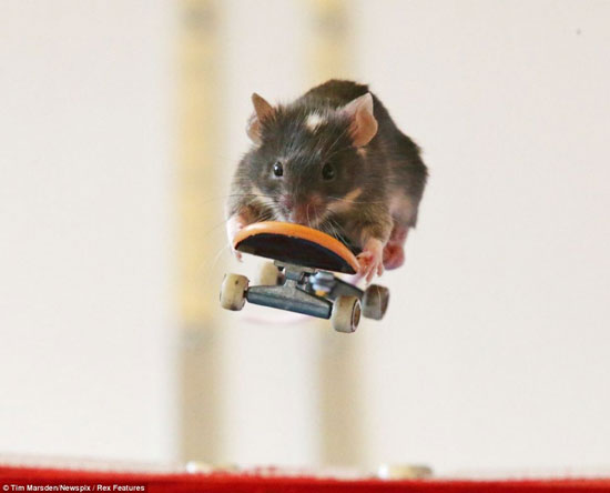 تصاویر: موش های اسکیت باز!