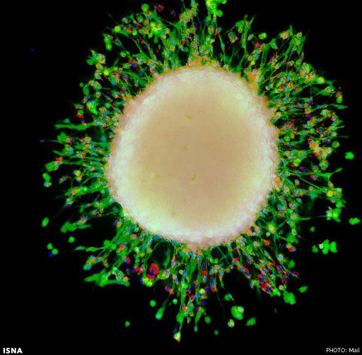 دنیای سلول‌ها، زیر میکروسکوپ +عکس