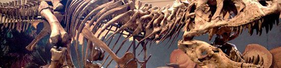 معروف‌ترین دایناسورهای جهان: تایرانوسور رکس