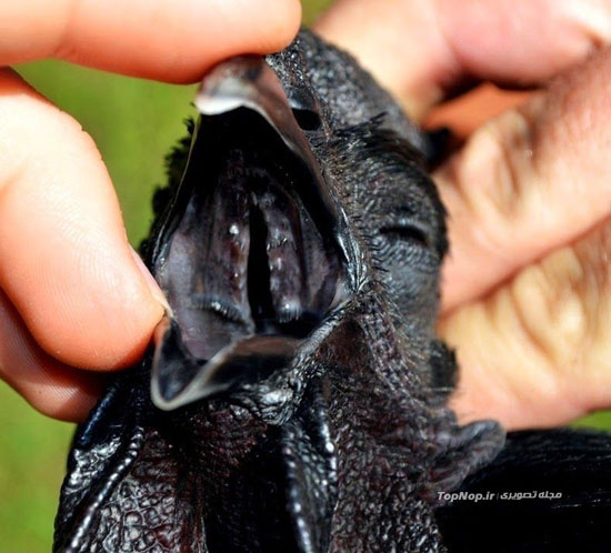 خروس های سیاه، گونه ای نادر و زیبا +عکس
